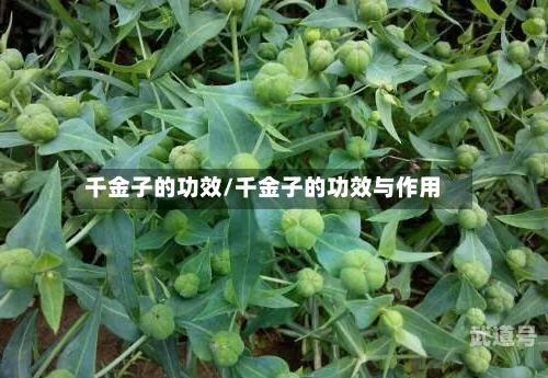千金子的功效/千金子的功效与作用