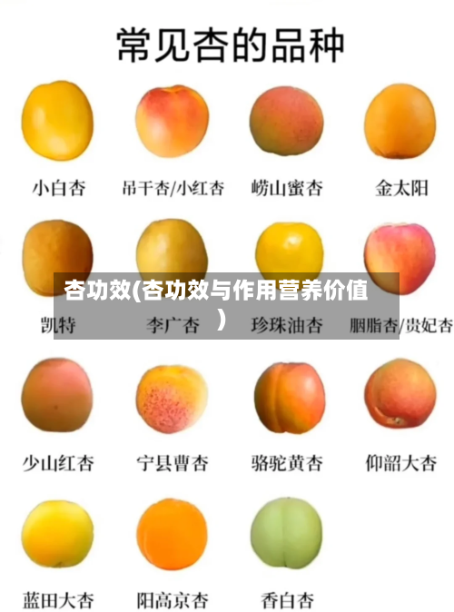 杏功效(杏功效与作用营养价值)