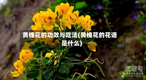 黄槐花的功效与吃法(黄槐花的花语是什么)