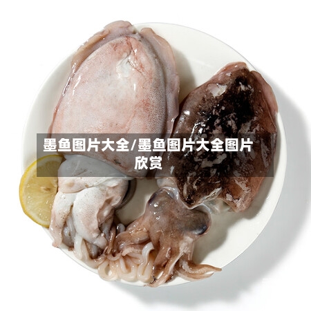 墨鱼图片大全/墨鱼图片大全图片欣赏
