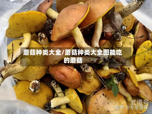 蘑菇种类大全/蘑菇种类大全图能吃的蘑菇