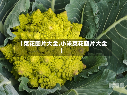【菜花图片大全,小米菜花图片大全】