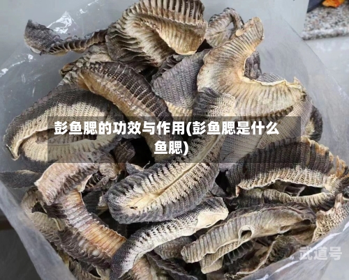 彭鱼腮的功效与作用(彭鱼腮是什么鱼腮)