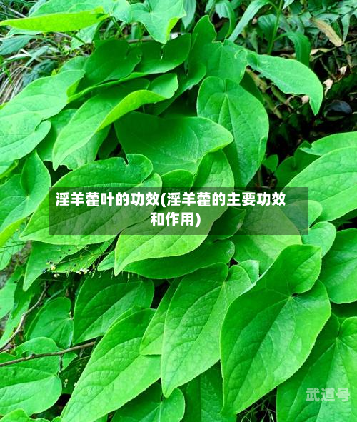 淫羊藿叶的功效(淫羊藿的主要功效和作用)