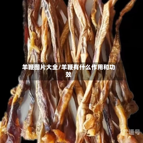 羊鞭图片大全/羊鞭有什么作用和功效