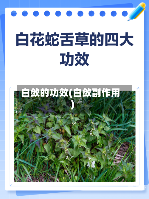 白敛的功效(白敛副作用)
