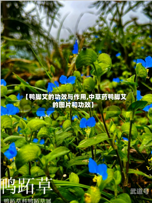 【鸭脚艾的功效与作用,中草药鸭脚艾的图片和功效】