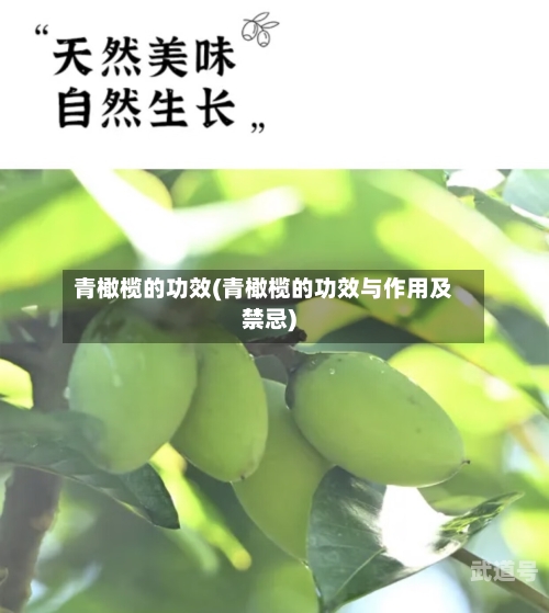 青橄榄的功效(青橄榄的功效与作用及禁忌)