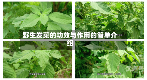 野生发菜的功效与作用的简单介绍
