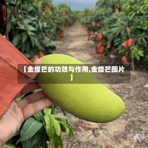 【金煌芒的功效与作用,金煌芒图片】-第3张图片