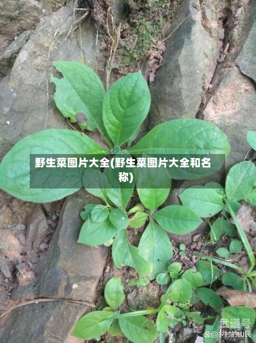 野生菜图片大全(野生菜图片大全和名称)