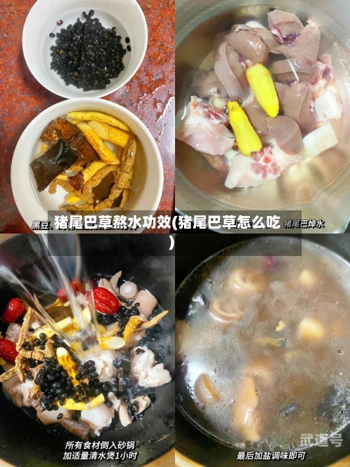 猪尾巴草熬水功效(猪尾巴草怎么吃)