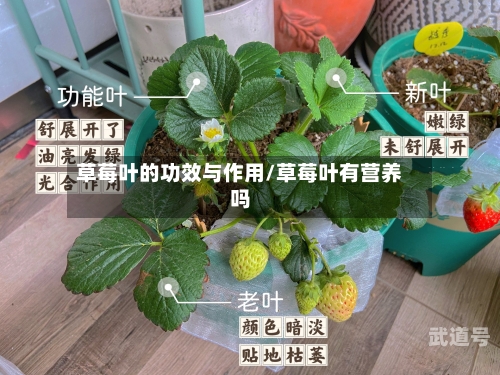草莓叶的功效与作用/草莓叶有营养吗