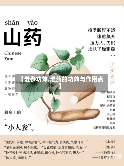 【淮参功效,淮药的功效与作用点】