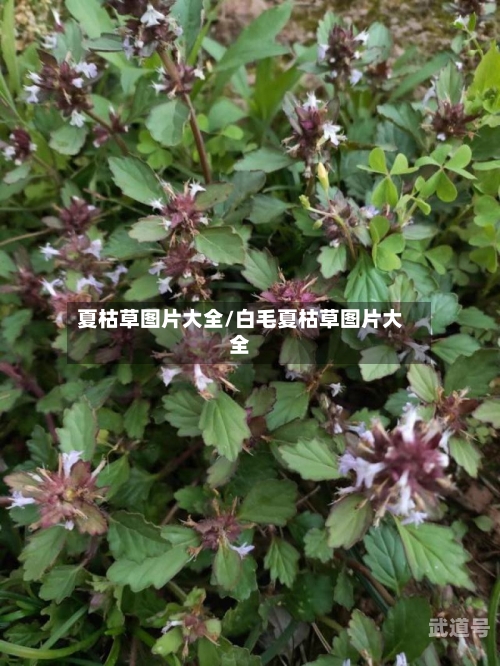 夏枯草图片大全/白毛夏枯草图片大全