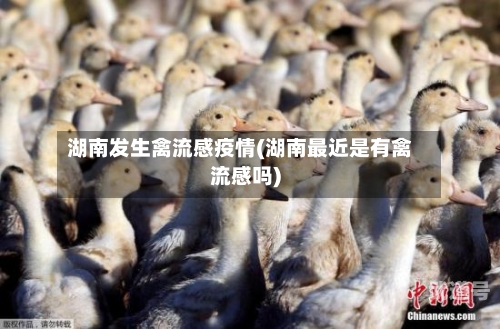 湖南发生禽流感疫情(湖南最近是有禽流感吗)