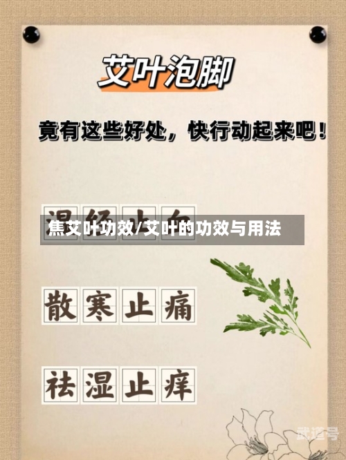 焦艾叶功效/艾叶的功效与用法