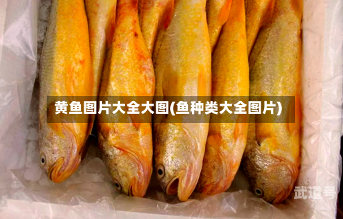黄鱼图片大全大图(鱼种类大全图片)