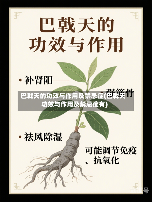 巴戟天的功效与作用及禁忌症(巴戟天功效与作用及禁忌症有)