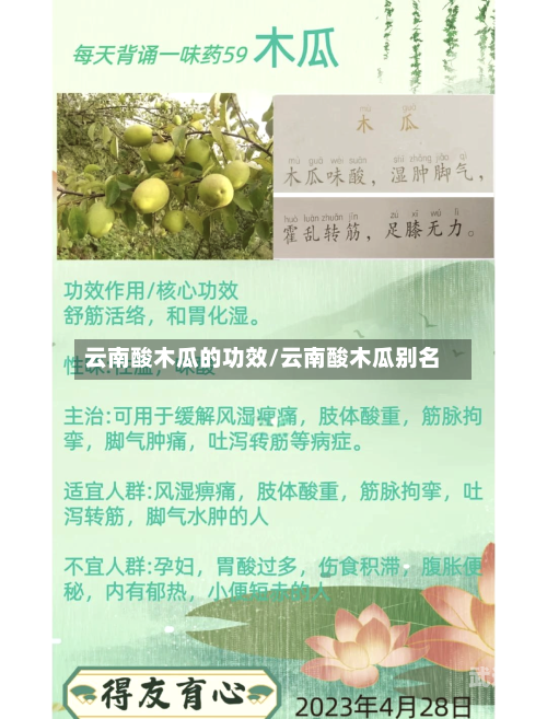 云南酸木瓜的功效/云南酸木瓜别名