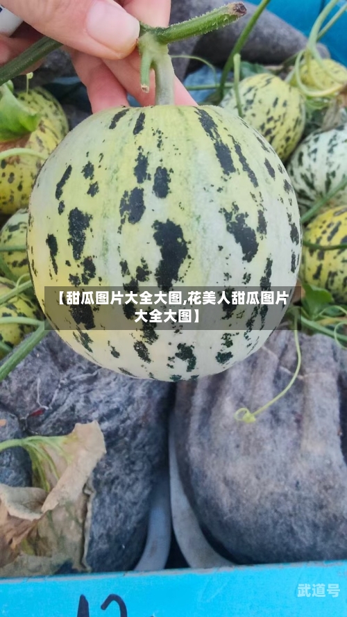 【甜瓜图片大全大图,花美人甜瓜图片大全大图】
