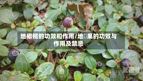 地橄榄的功效和作用/地菍果的功效与作用及禁忌