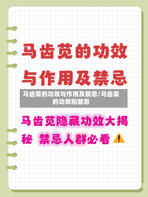 马齿菜的功效与作用及禁忌/马齿菜的功效和禁忌
