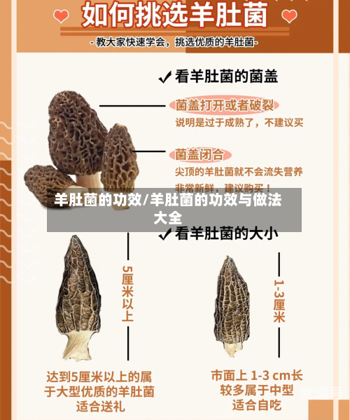 羊肚菌的功效/羊肚菌的功效与做法大全