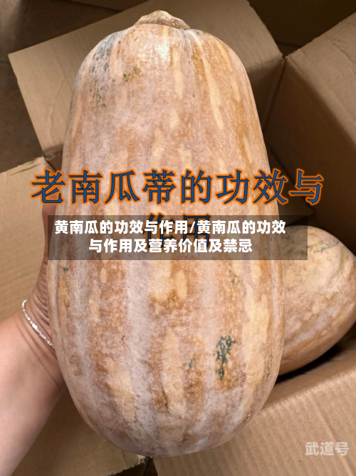 黄南瓜的功效与作用/黄南瓜的功效与作用及营养价值及禁忌