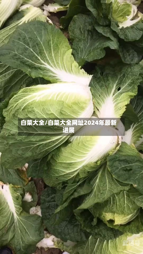 白菜大全/白菜大全网址2024年最新进展