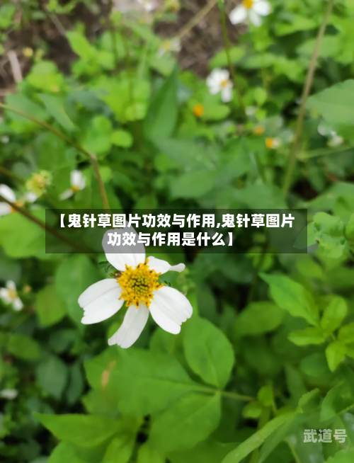 【鬼针草图片功效与作用,鬼针草图片功效与作用是什么】
