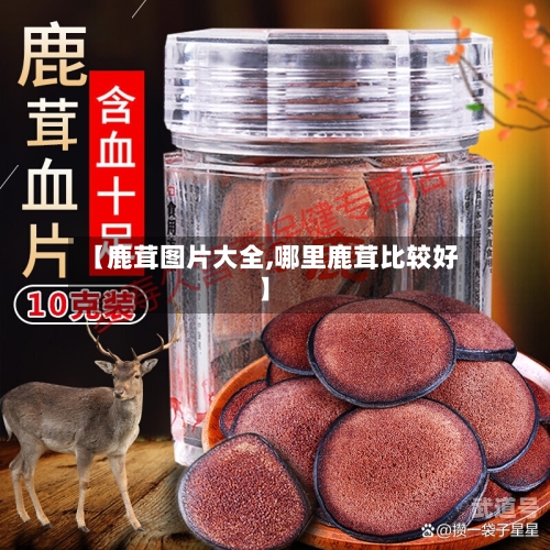【鹿茸图片大全,哪里鹿茸比较好】