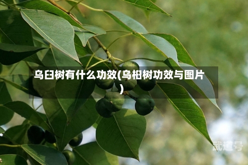 乌臼树有什么功效(乌桕树功效与图片)