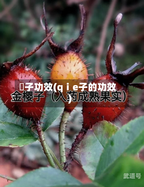 棯子功效(qⅰe子的功效)