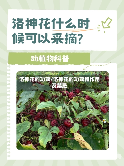 洛神花的功效/洛神花的功效和作用及禁忌