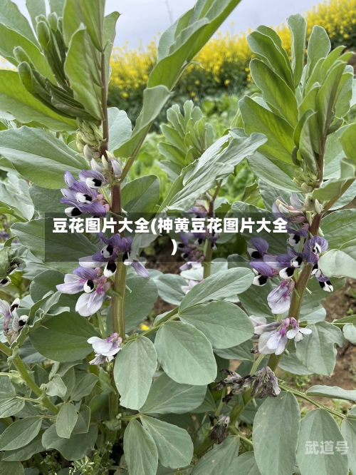 豆花图片大全(神黄豆花图片大全)