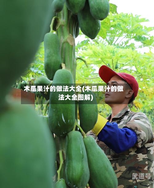 木瓜果汁的做法大全(木瓜果汁的做法大全图解)