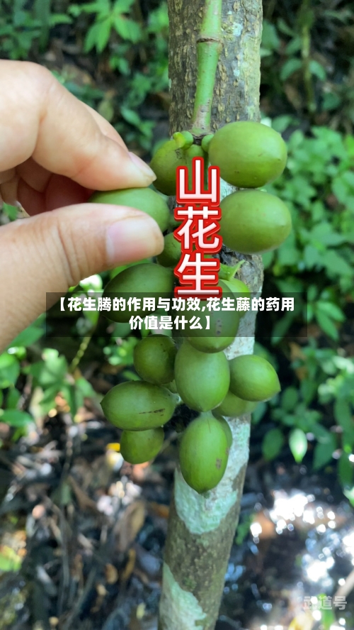 【花生腾的作用与功效,花生藤的药用价值是什么】