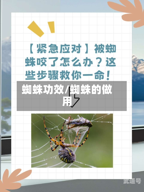 蜘蛛功效/蜘蛛的做用