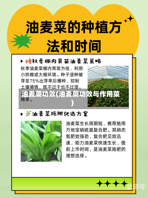 油麦菜功效(油麦菜功效与作用菜)