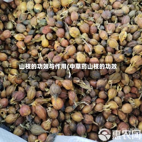 山枝的功效与作用(中草药山枝的功效)