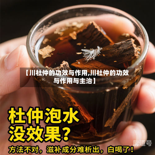 【川杜仲的功效与作用,川杜仲的功效与作用与主治】
