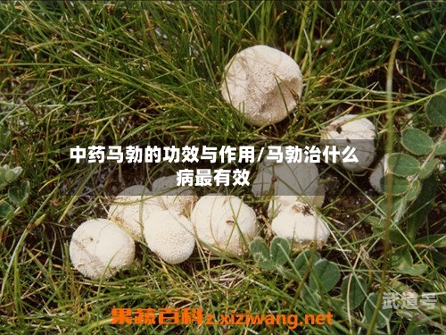 中药马勃的功效与作用/马勃治什么病最有效