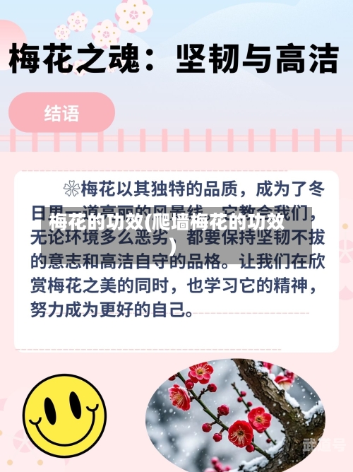 梅花的功效(爬墙梅花的功效)