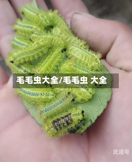 毛毛虫大全/毛毛虫 大全