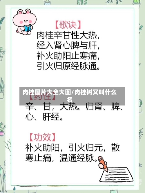 肉桂图片大全大图/肉桂树又叫什么名
