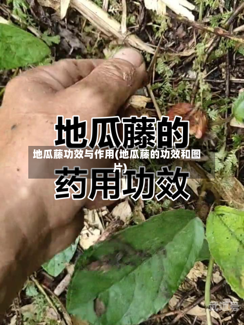 地瓜藤功效与作用(地瓜藤的功效和图片)
