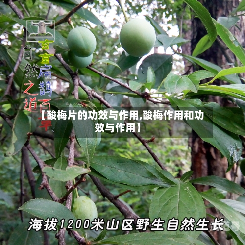 【酸梅片的功效与作用,酸梅作用和功效与作用】