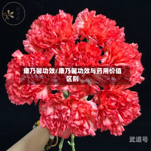 康乃馨功效/康乃馨功效与药用价值区别