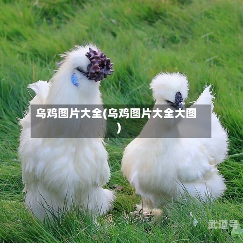 乌鸡图片大全(乌鸡图片大全大图)